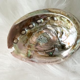 Concha de Abalone – Suporte para Incenso